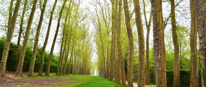 Path going into distance with trees at each side